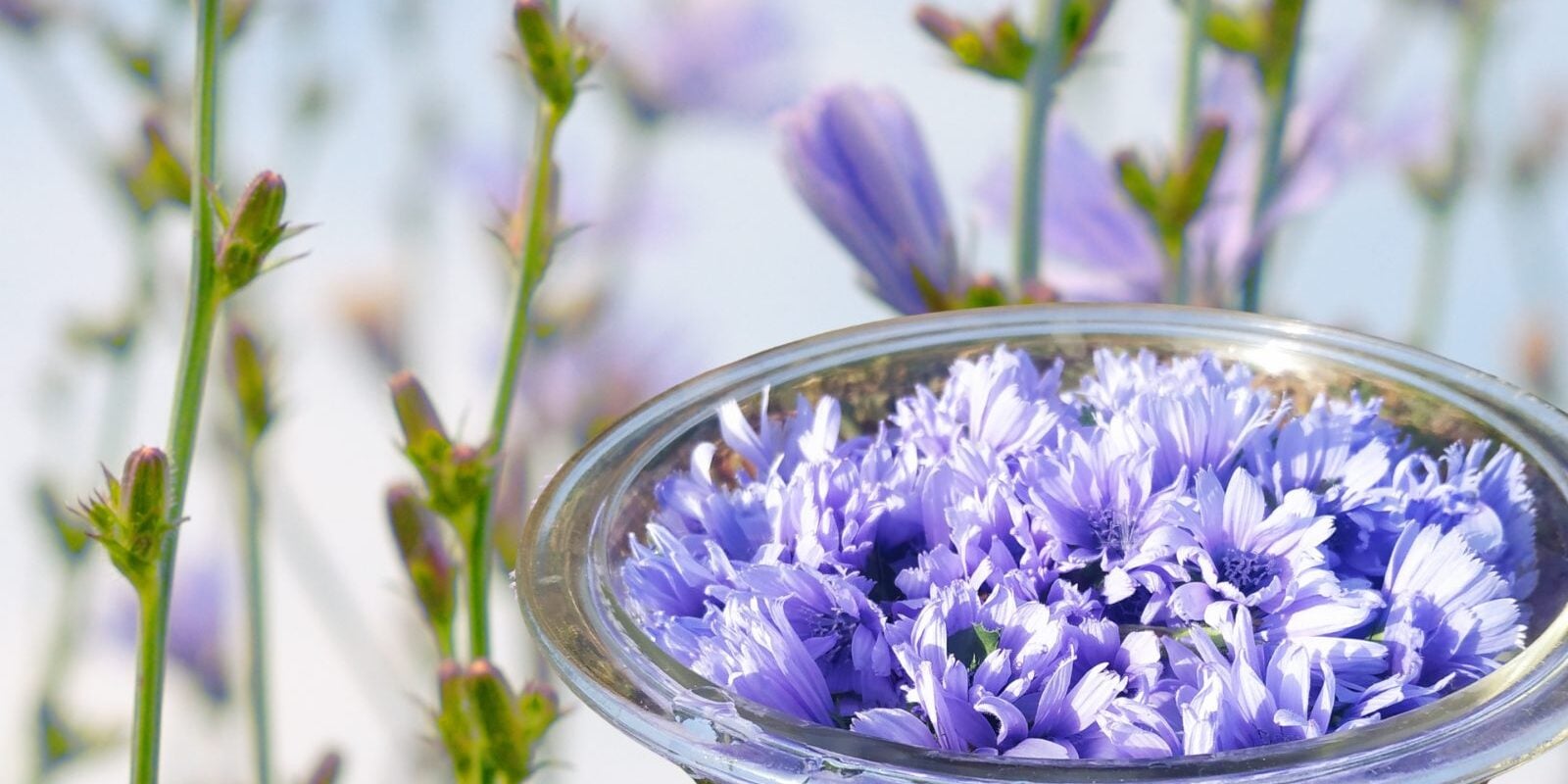 Chicory-Essence-Making