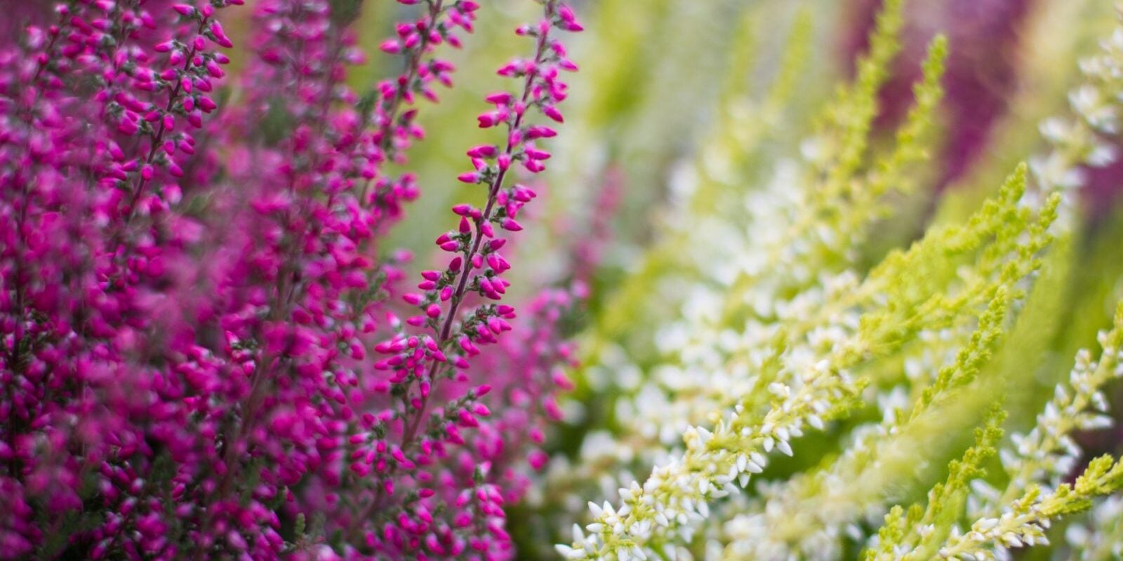 Heather-colors