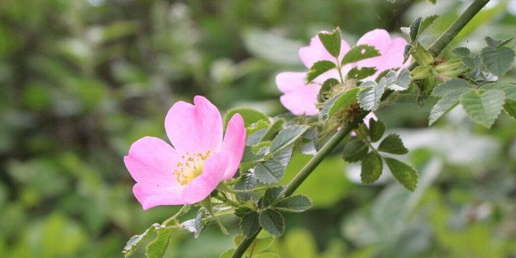 wild rose cover
