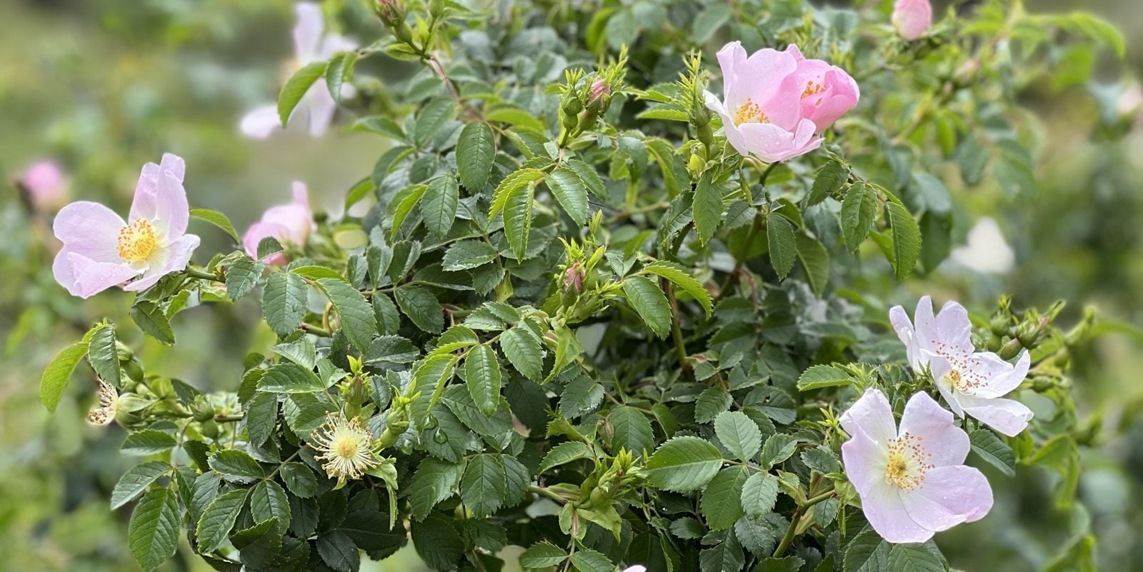 wild roses bush
