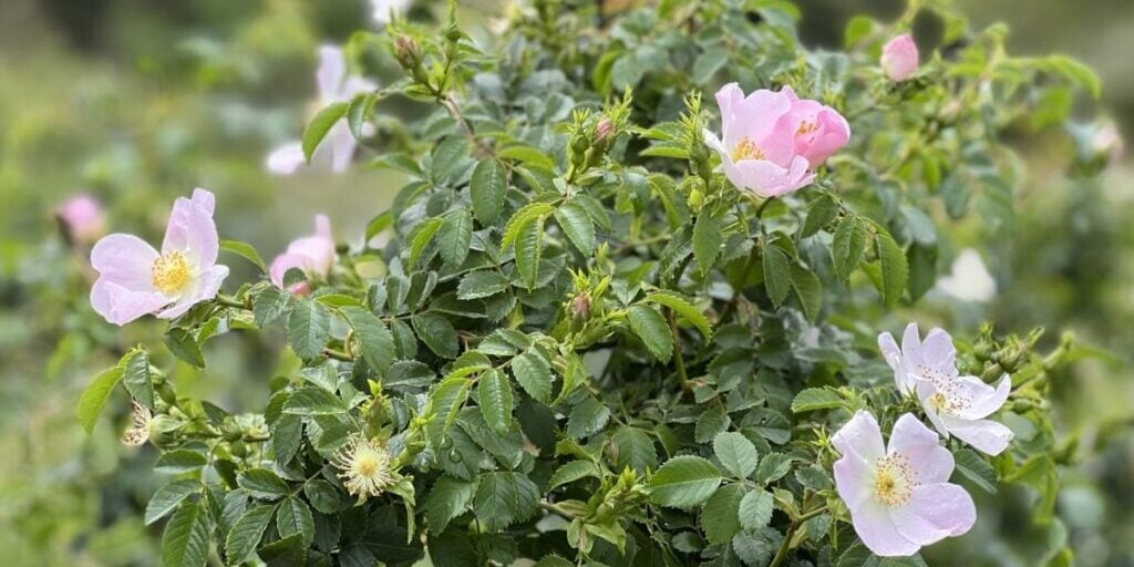 wild-roses-bush